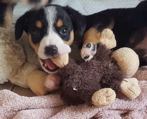 Entlebucher Swiss Mountain Cattle dogs for sale in NM